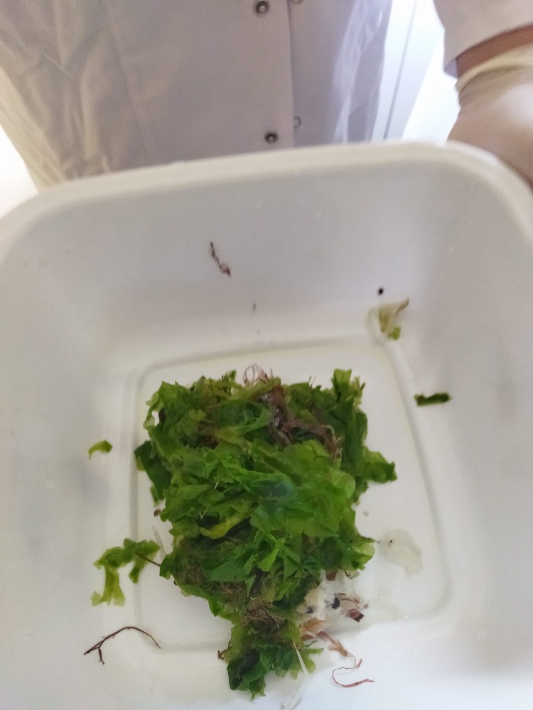 Collected macroalgae in a lab tray
