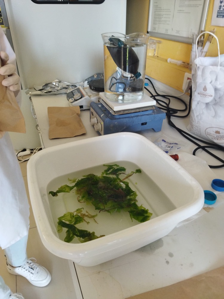 Algae rinsing in a basin of water
