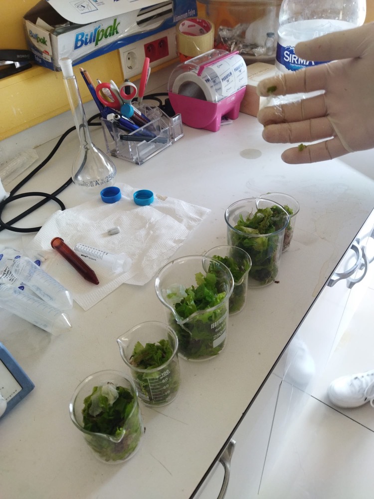 Algae samples in a row of containers