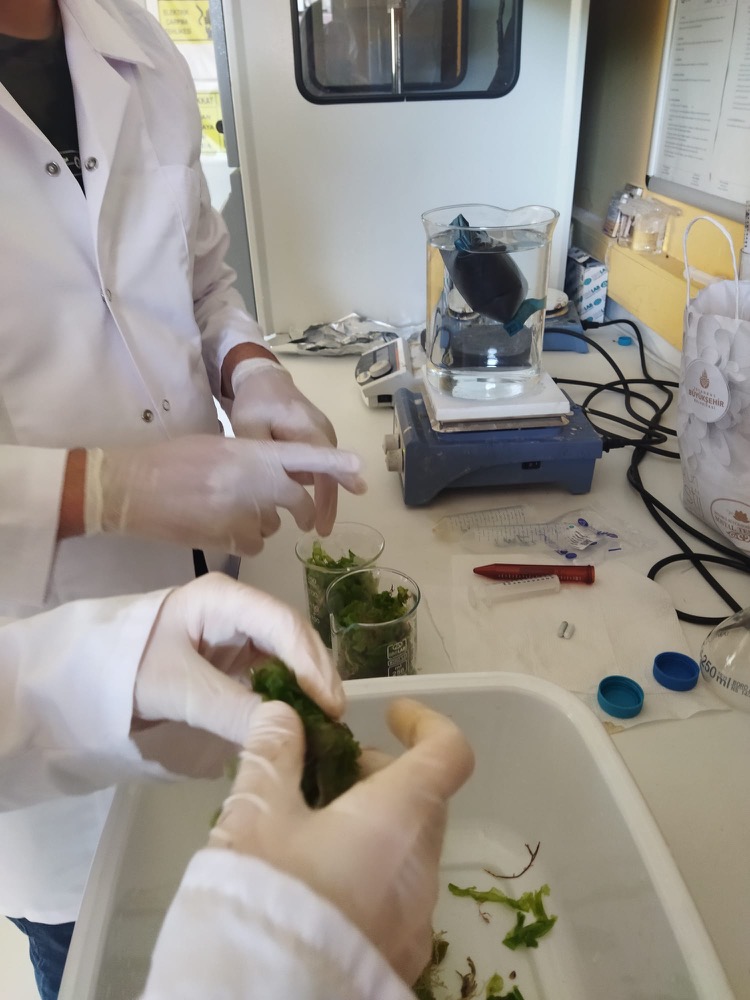 Gloved hands sorting algae